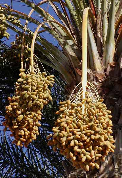 date palm tree fruit. Date Palm